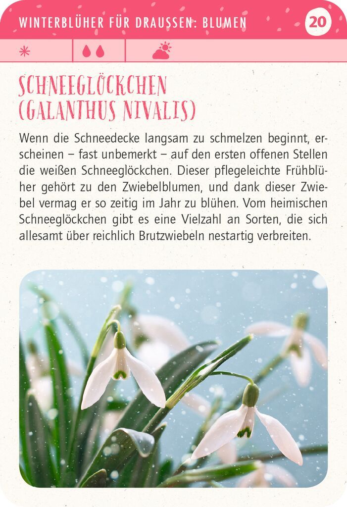X_Blatt & Blüte Winterglück (Mängelexemplar)