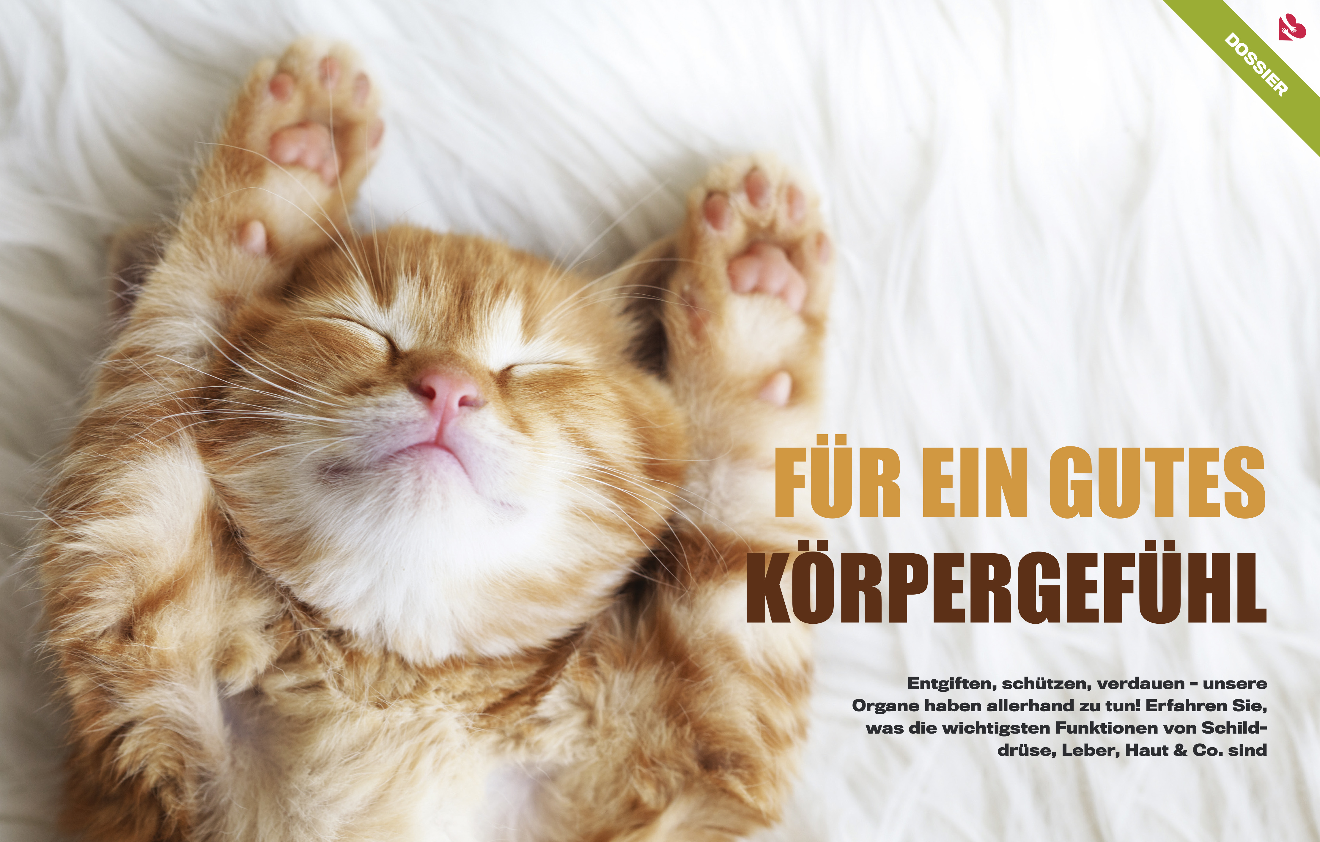 BILD Ratgeber Gesundheit - Körperwissen von Kopf bis Fuß (Mängelexemplar)