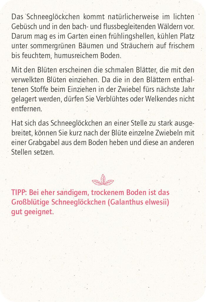X_Blatt & Blüte Winterglück (Mängelexemplar)